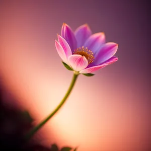 Purple Lotus Blossom in Full Bloom