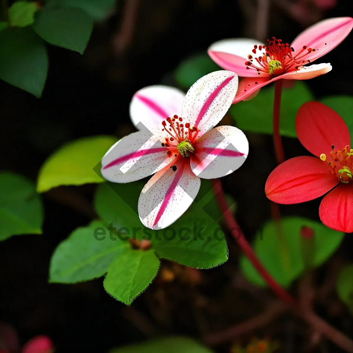 Picture of Pink Petal Blossom in Floral Garden