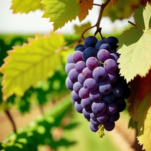 Farm-Fresh Juicy Grape Bunch in Autumn Vineyard