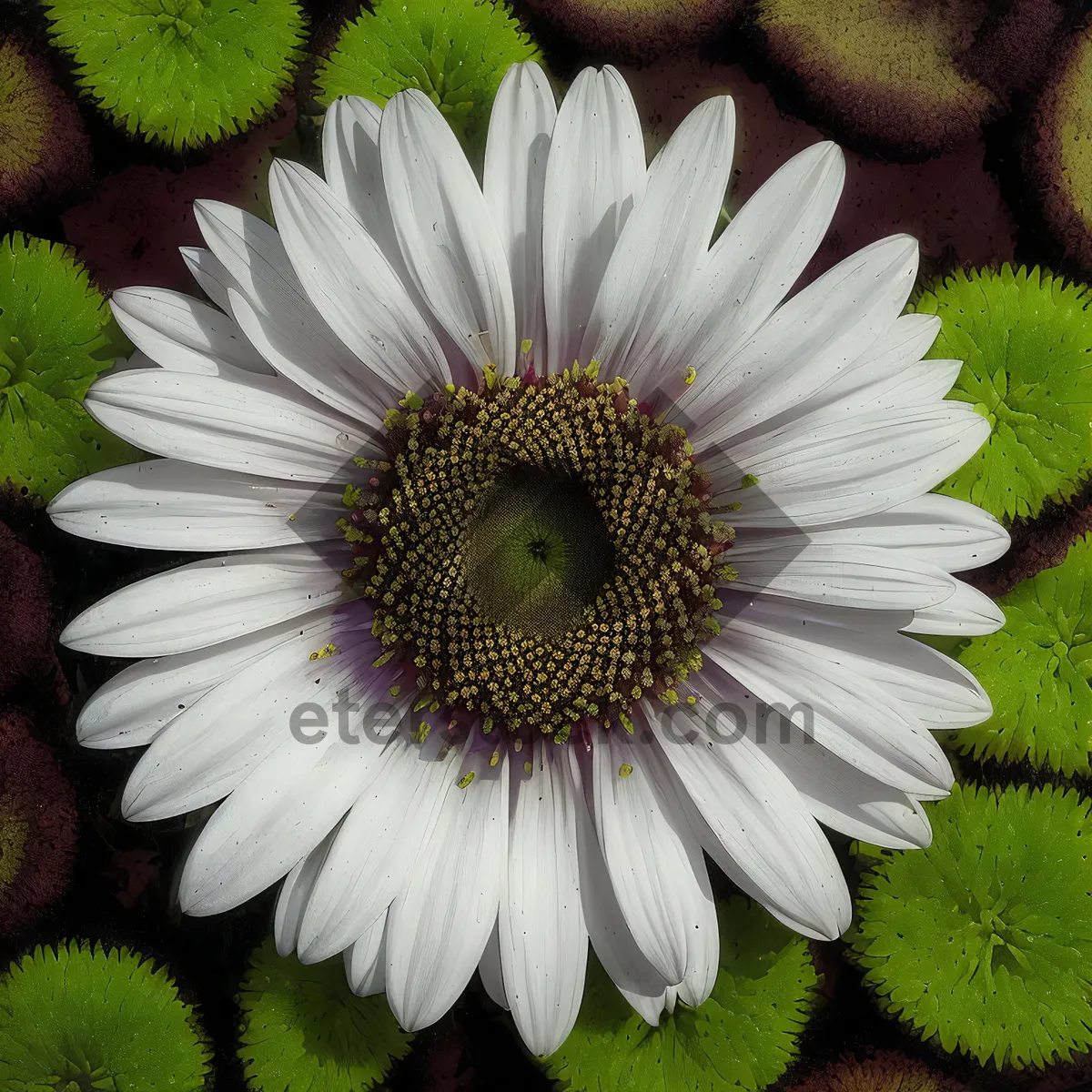 Picture of Yellow Daisy Blossom in Meadow