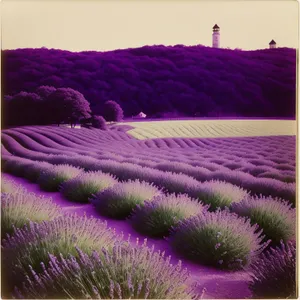 Colorful Lavender Shrub in Vibrant Flower Field