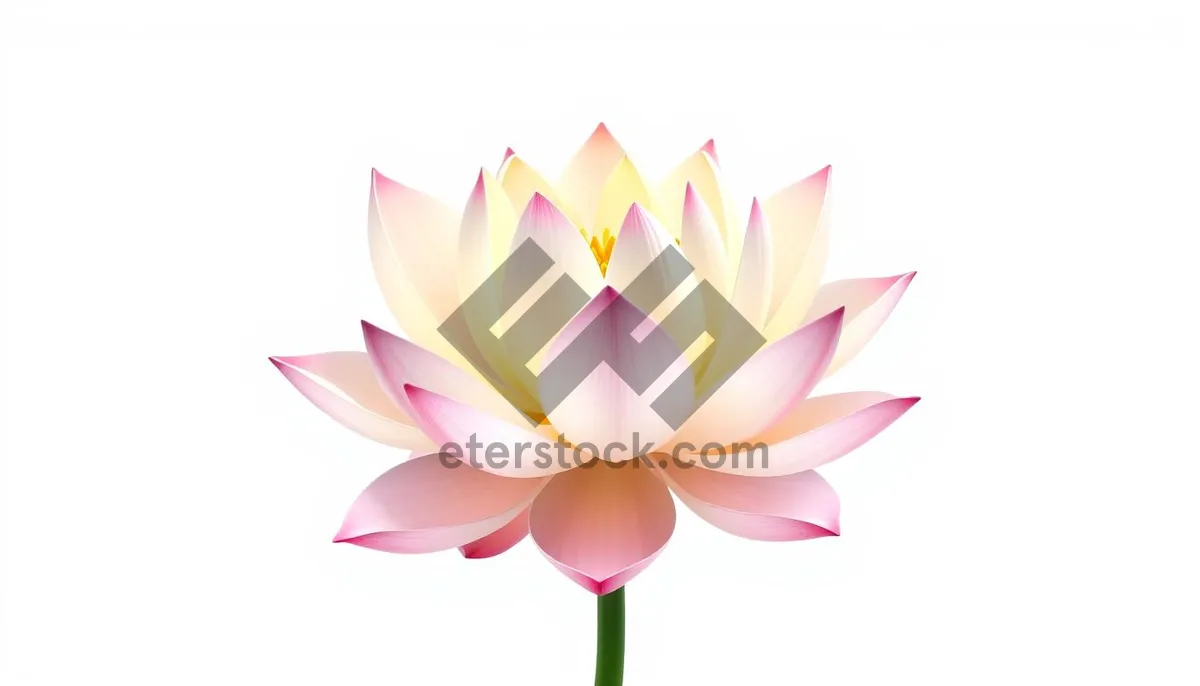 Picture of Colorful Pink Lotus Blossom in Spring