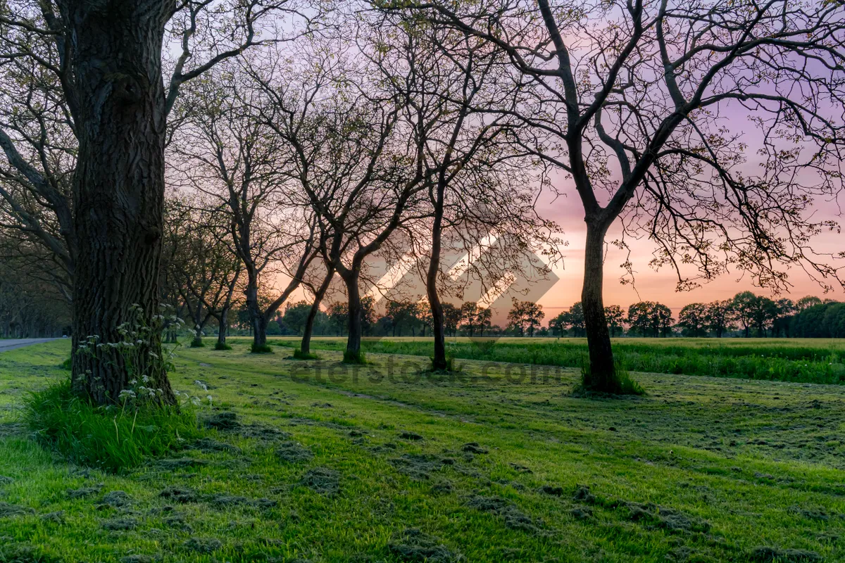 Picture of Yellow autumn park landscape with almond trees