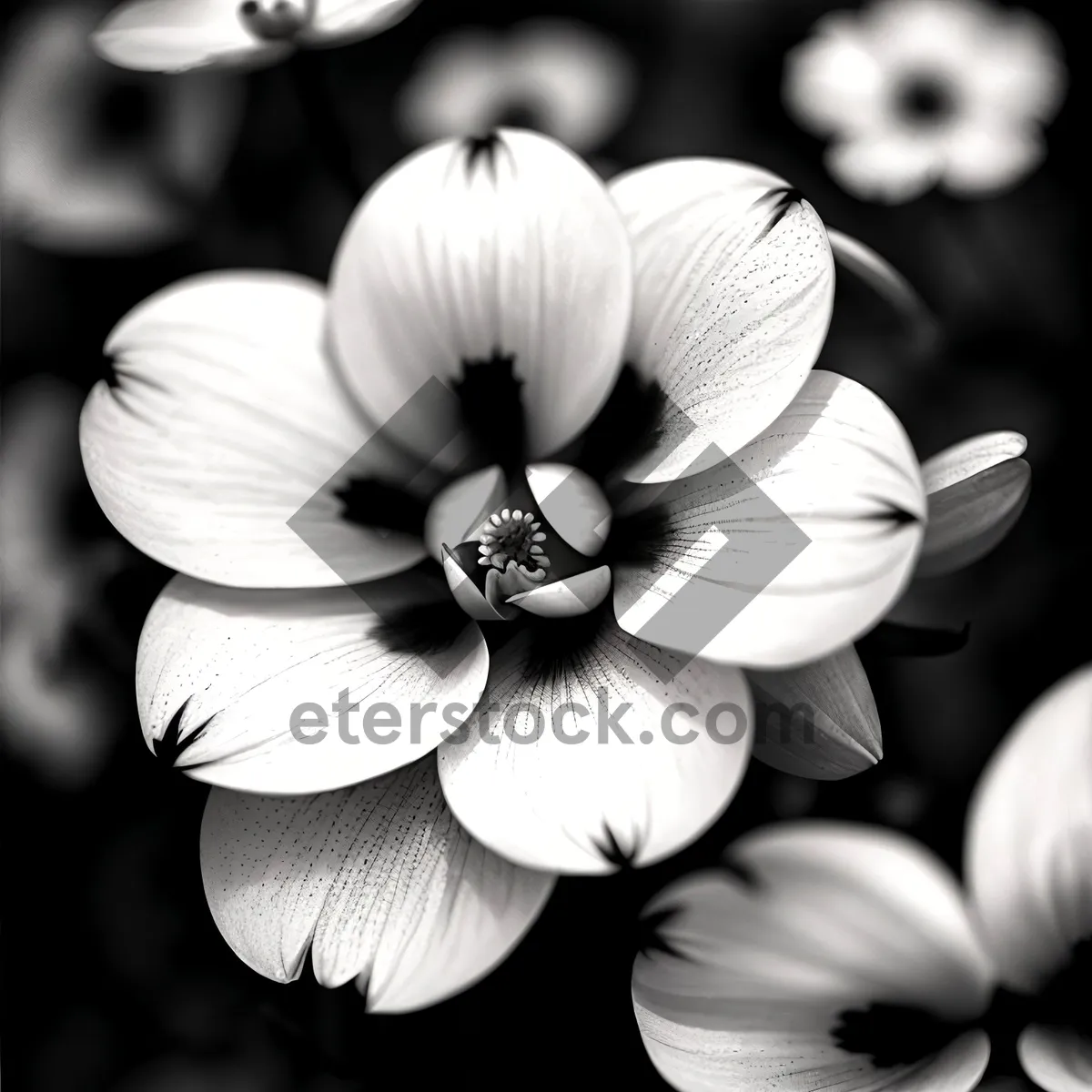 Picture of White Petal Garlic Flower