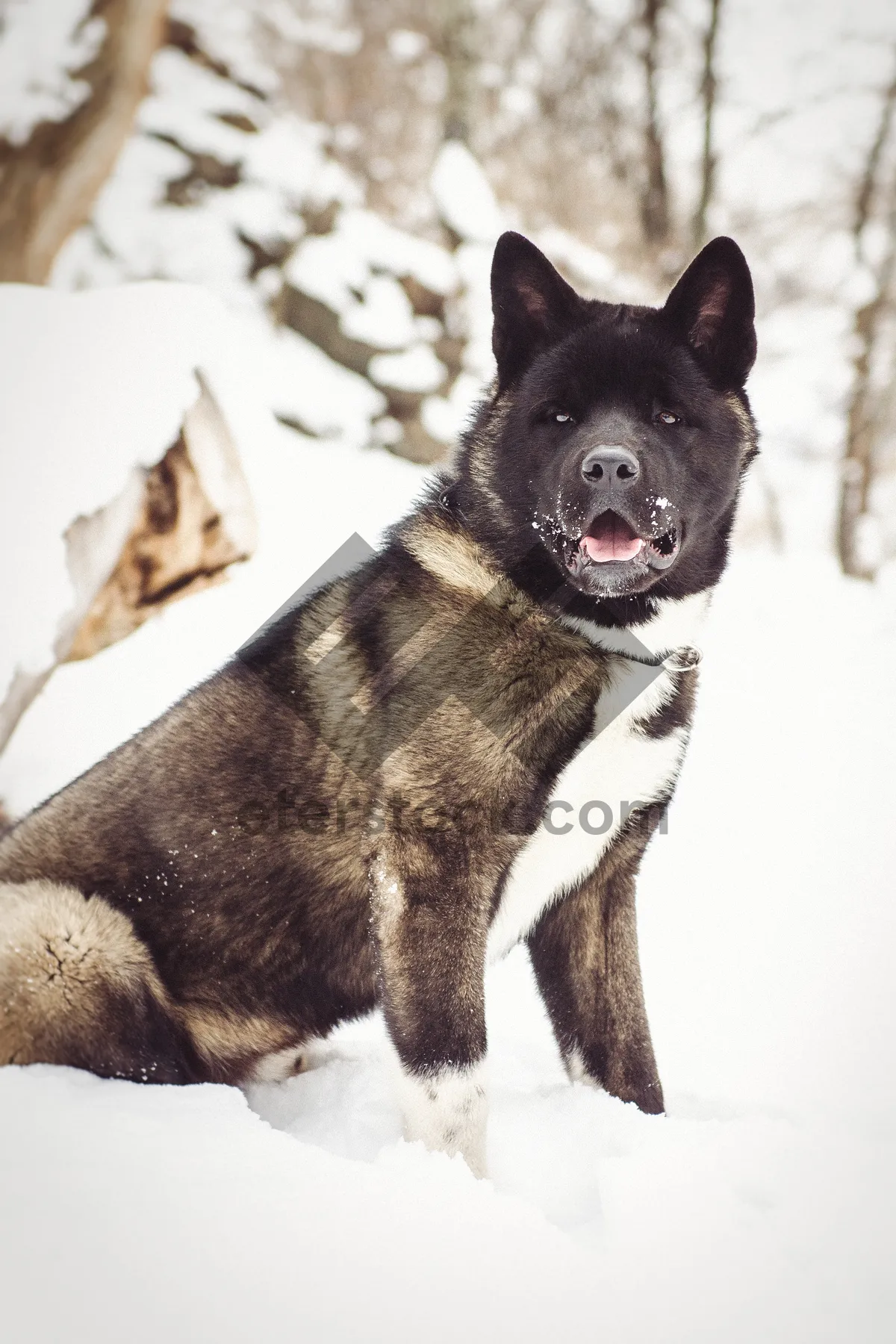 Picture of Adorable Purebred Dog Sitting in Studio Portrait Shot