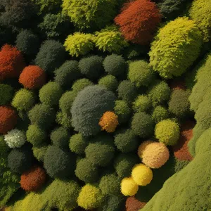 Fresh vegetable produce - broccoli plant close-up view