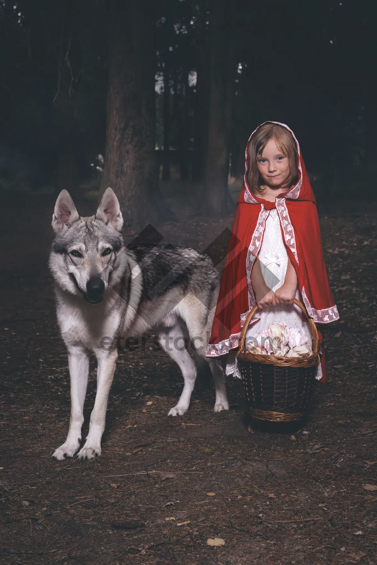 Picture of Snowy-eyed Malamute portrait in the wild