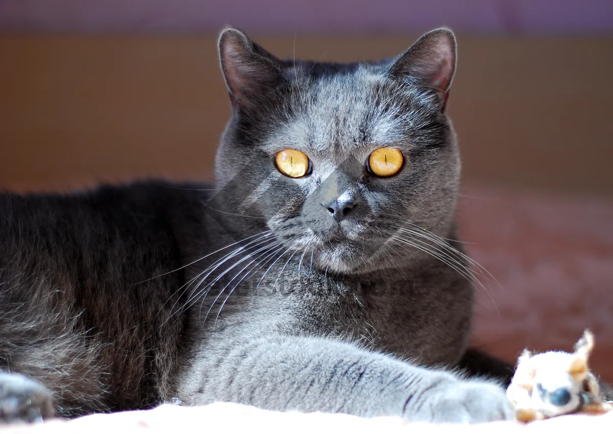 Picture of Pretty Gray Tabby Cat with Cute Whiskers