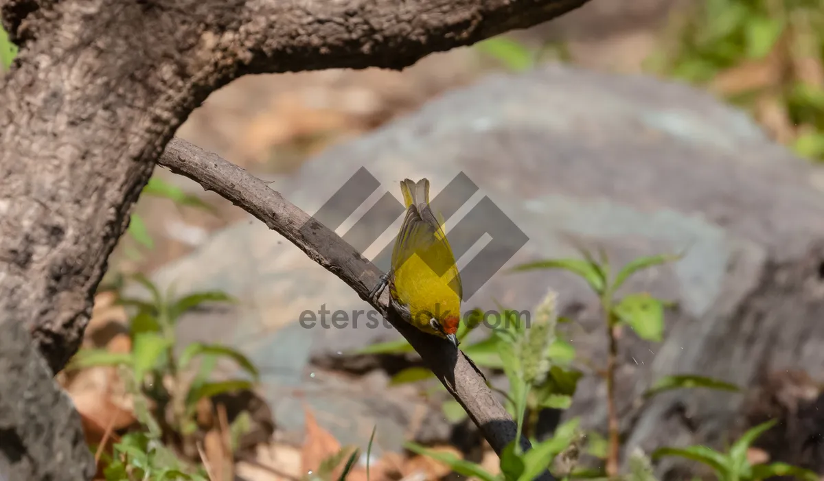 Picture of Colorful toucan perched on tropical branch with bee.