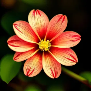 Floral Blossoms in Vibrant Pink