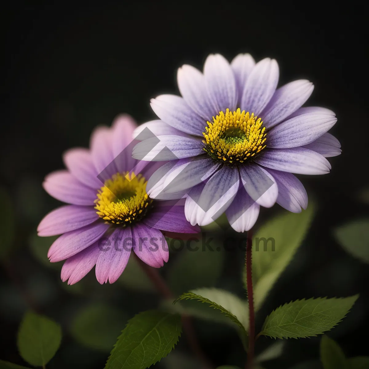 Picture of Bright Pink Daisy Close-up in Garden