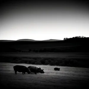 Serene Countryside Ranch with Grazing Cattle