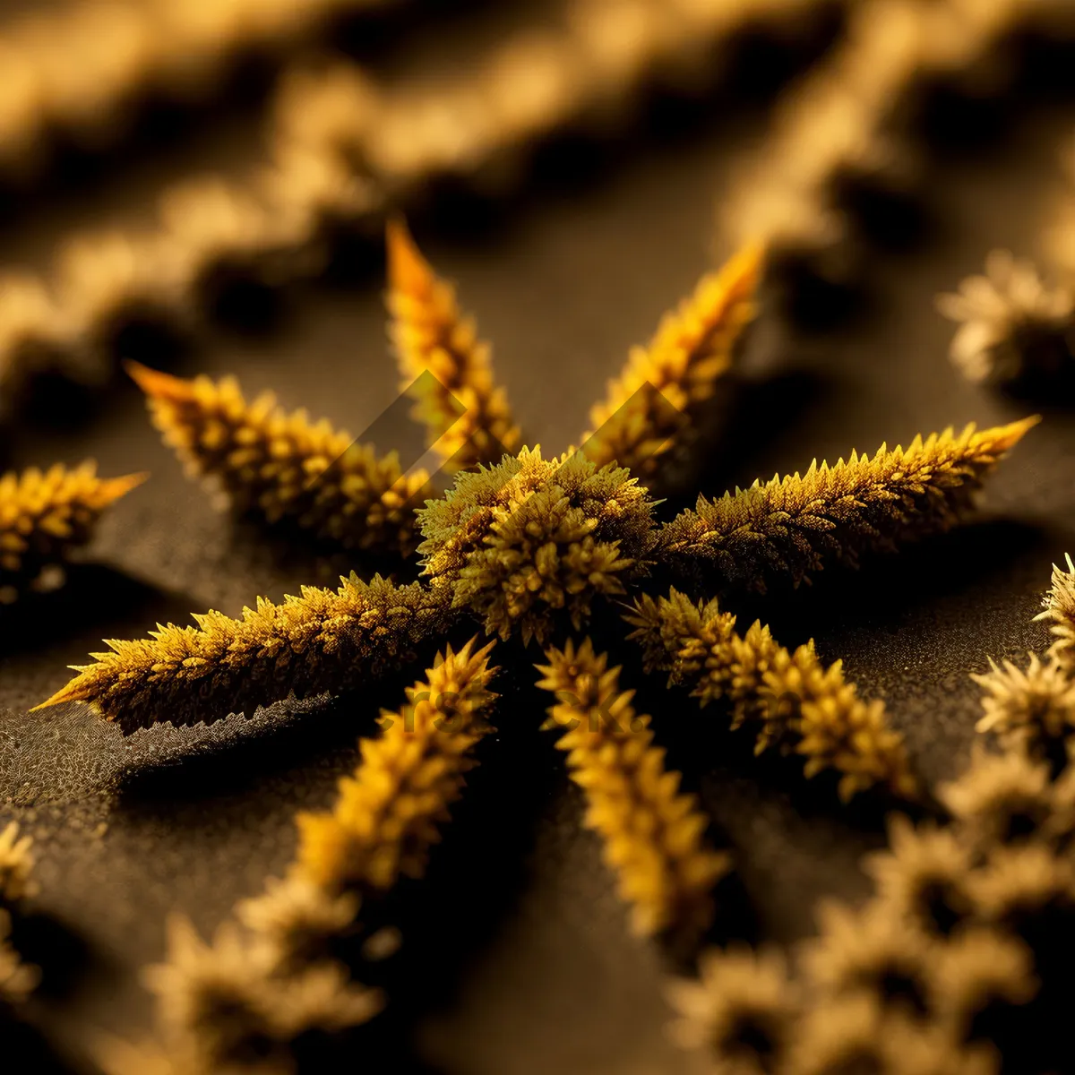 Picture of Starfish on Spice-Covered Cactus Tree
