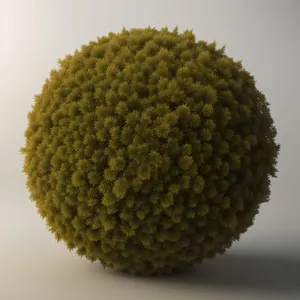 Litchi Fruit: Golf Ball-sized Edible Sphere