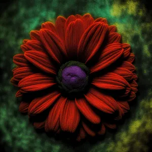 Colorful Orange Daisy Bloom in Summer Garden.