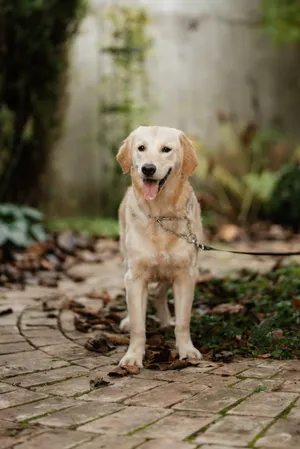 adorable golden retriever puppy [Short Name]