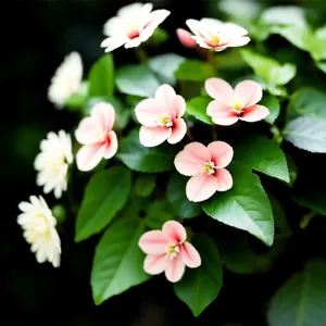 Blooming Pink Floral Shrub in Garden