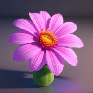 Vibrant Pink Daisy Blossom in Full Bloom