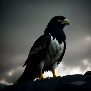 Majestic Predator: Hawk with Piercing Eyes