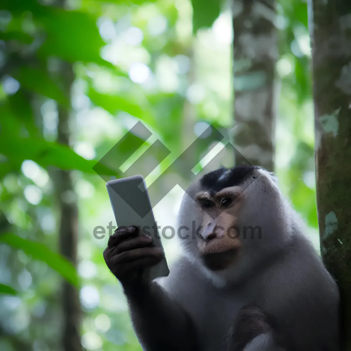 Picture of Primate jungle faces in wildlife sanctuary zoo illustration.