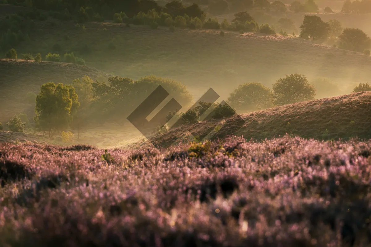 Picture of Pink heather in bloom with dew and beautiful sunset colors at the National park 'Posbank'