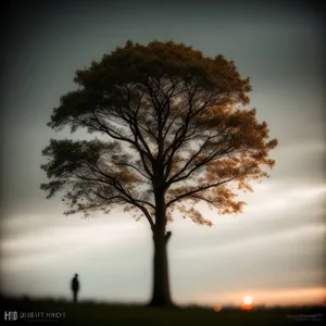 Silhouetted Oak Tree against Vibrant Sunset Sky