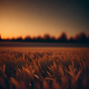 Scenic Sunlit Meadow with Clouds