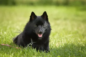 Fluffy black cat with cute eyes