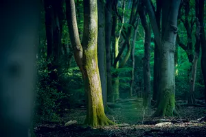 Summer Park Wooded Scene with Southern Beech Trees