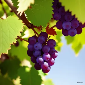 Autumn Harvest: Juicy, Organic Concord Grapes"
"Refreshing Summer Wine: Sweet Grapevine Delights"
"Ripe and Fresh: Berry Bounty in the Valley"
"Farm-to-Table: Vibrant Purple Grape Cluster"
"Viticulture Paradise: Abundant and Healthy Grape Crop