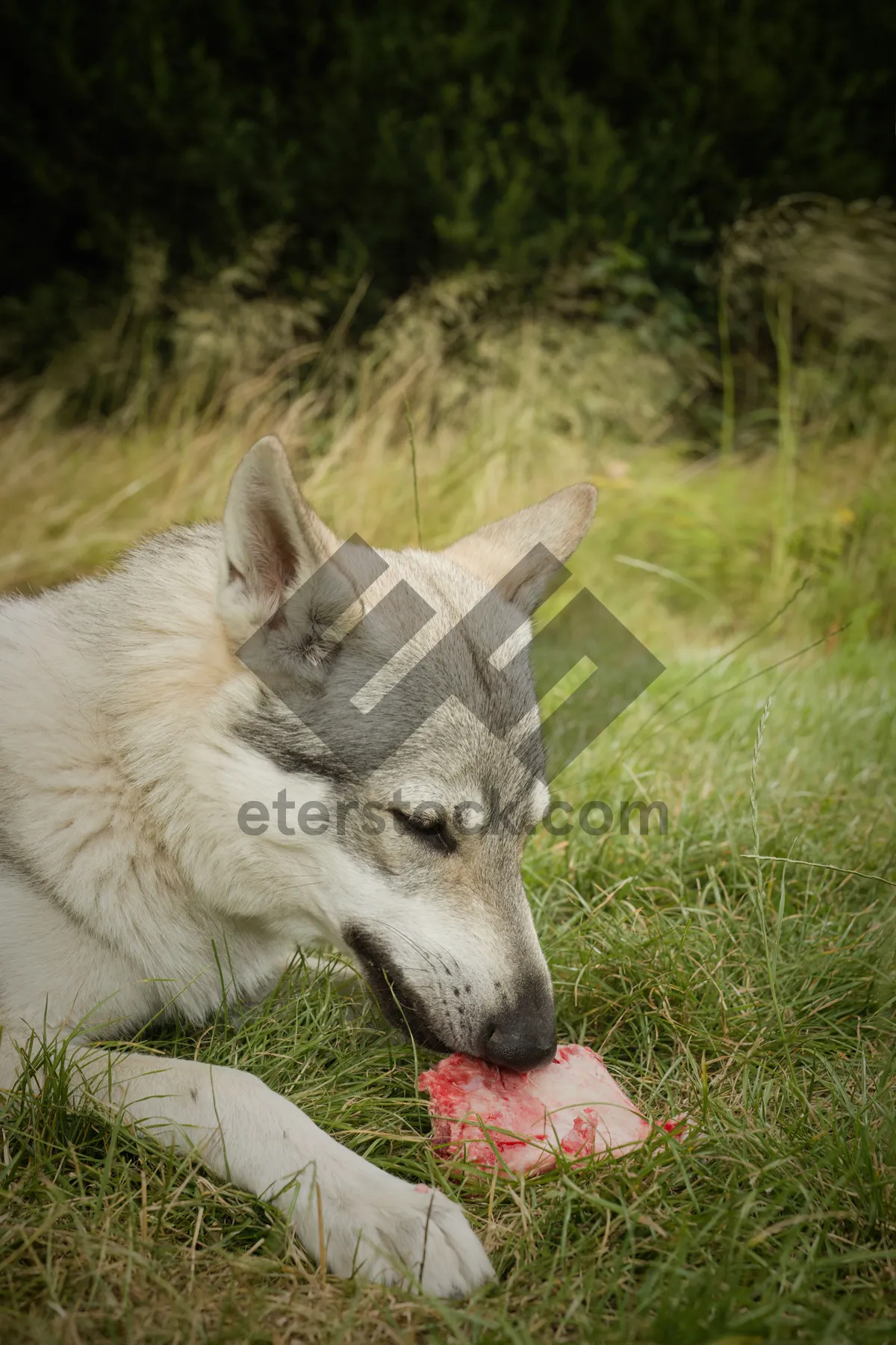 Picture of Sled Dog Malamute Puppy Portrait - Domestic Pet Portrait