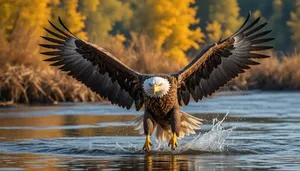 majestic bald eagle soaring in the sky