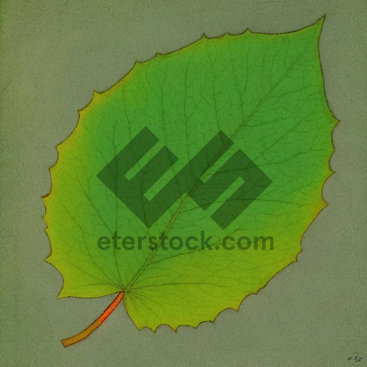 Picture of Vibrant Fall Foliage - Maple Tree Leaves