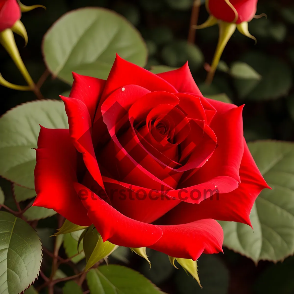 Picture of Romantic Pink Rose Bouquet for Wedding Anniversary