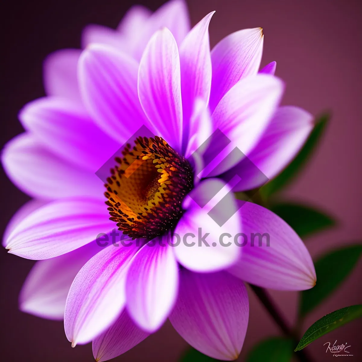 Picture of Pollen-Pink Daisy Blossom in Vibrant Botanical Garden
