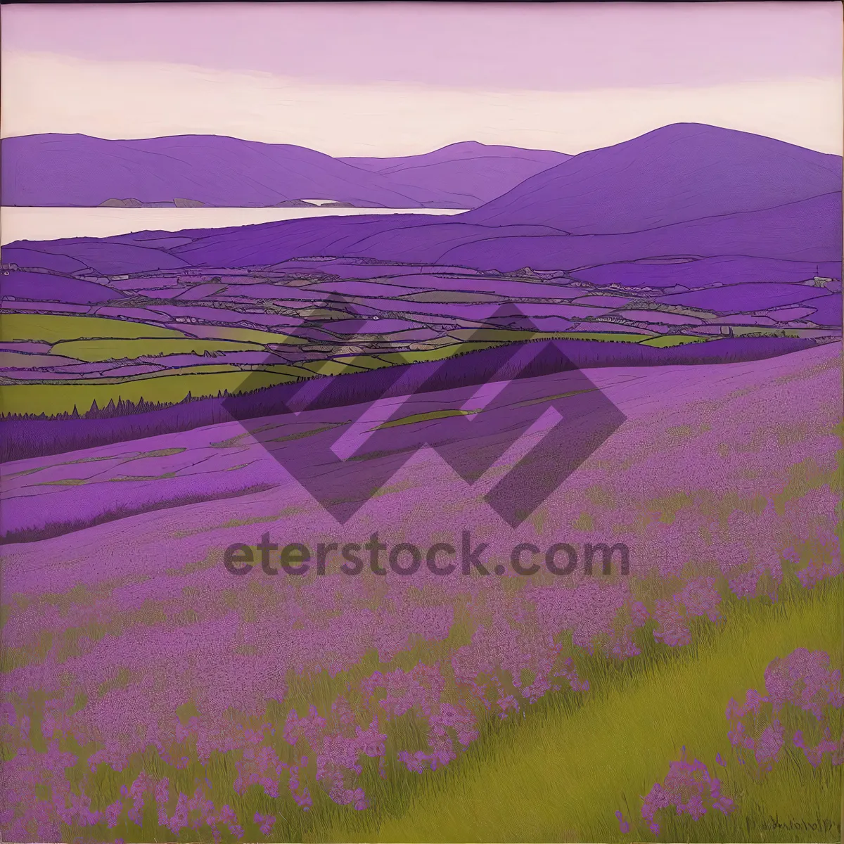 Picture of Colorful Phlox Flowers in Vibrant Pink and Purple