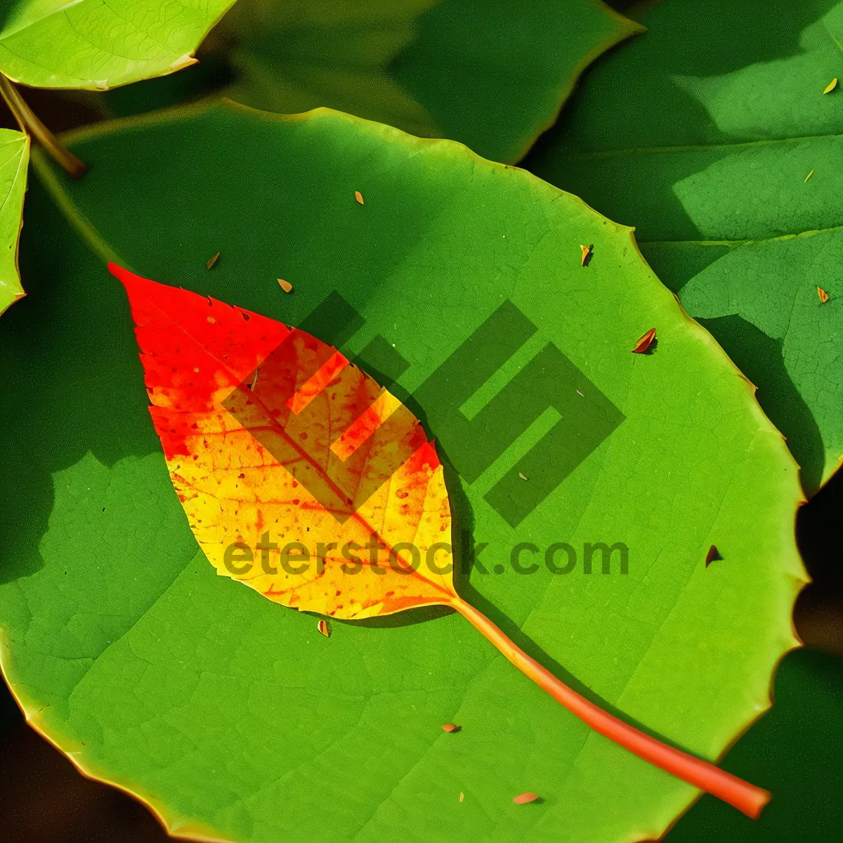 Picture of Wild Ginger Leaf - Vascular Plant Foliage in Garden