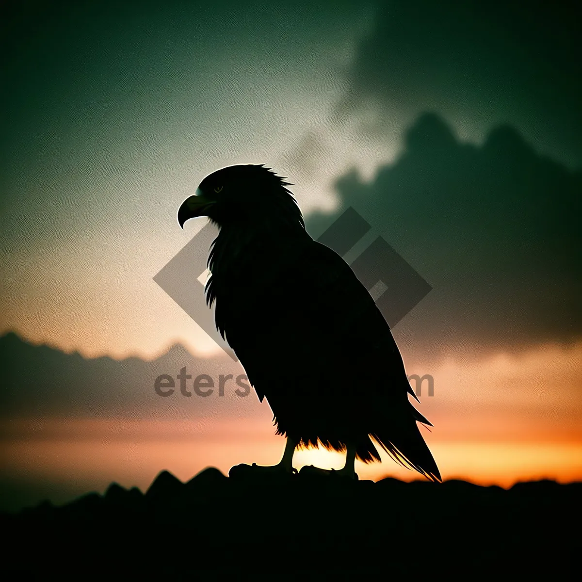 Picture of Glorious Sunset Silhouette of Majestic Vulture