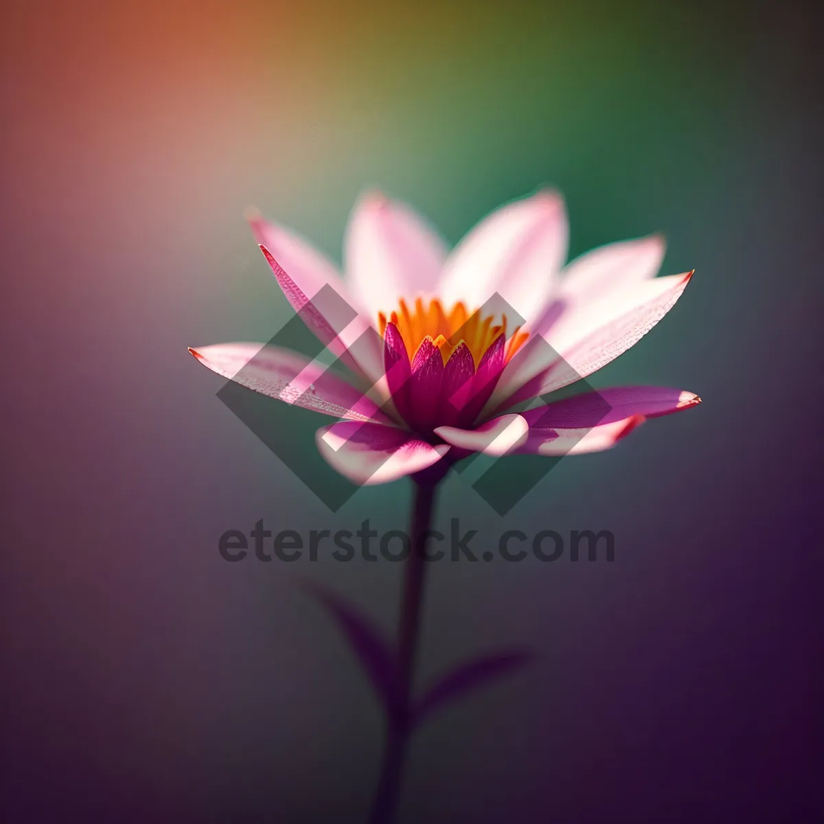 Picture of Blooming Pink Lotus Petals in Spring Garden