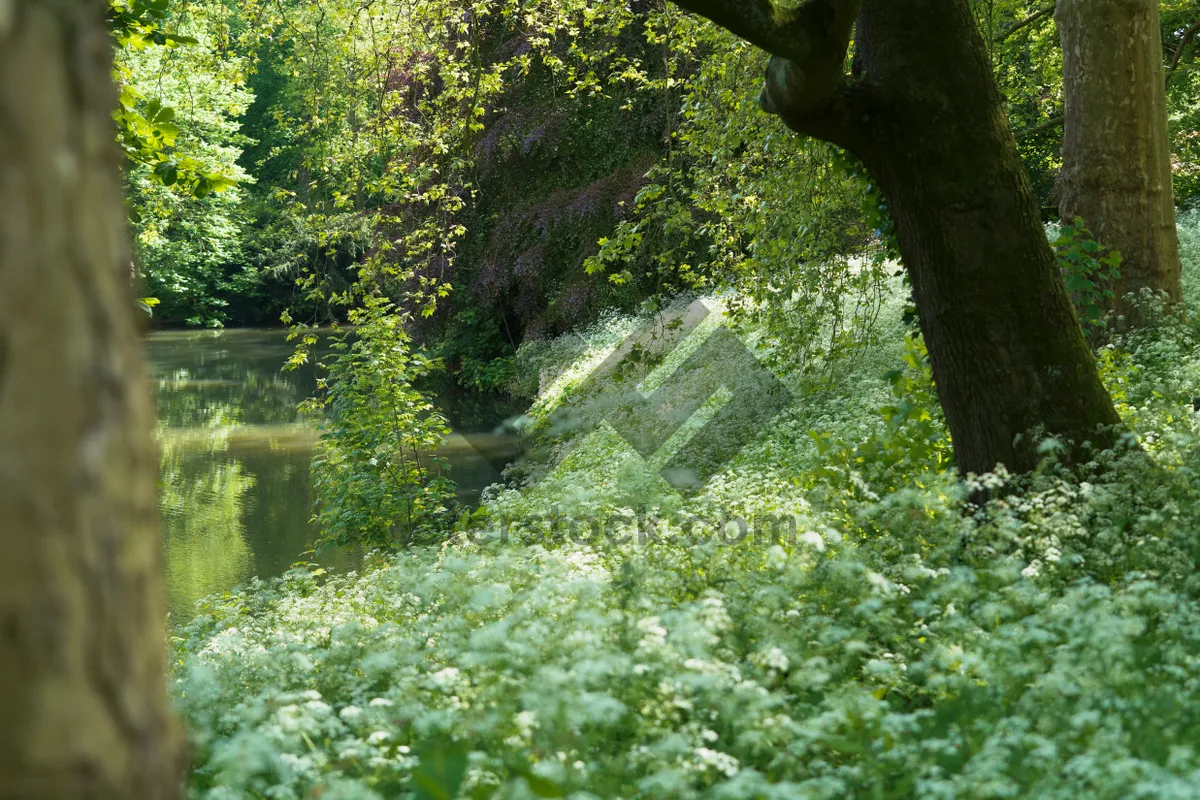 Picture of Autumn Park Landscape: Trees and Cow Parsley Outdoors