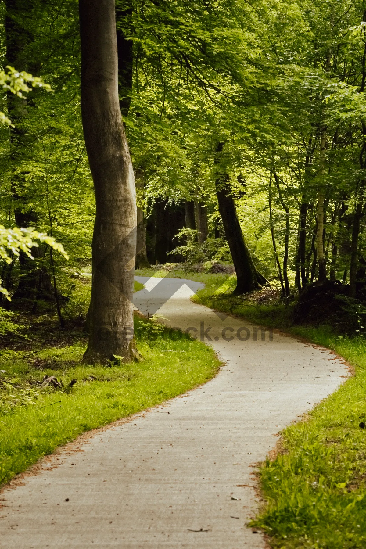 Picture of Autumn Park Road Landscape in Forest Setting