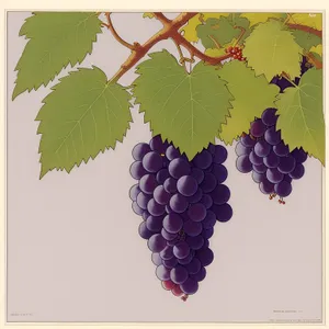 Juicy Harvest: Fresh Organic Vineyard Grapes in Season