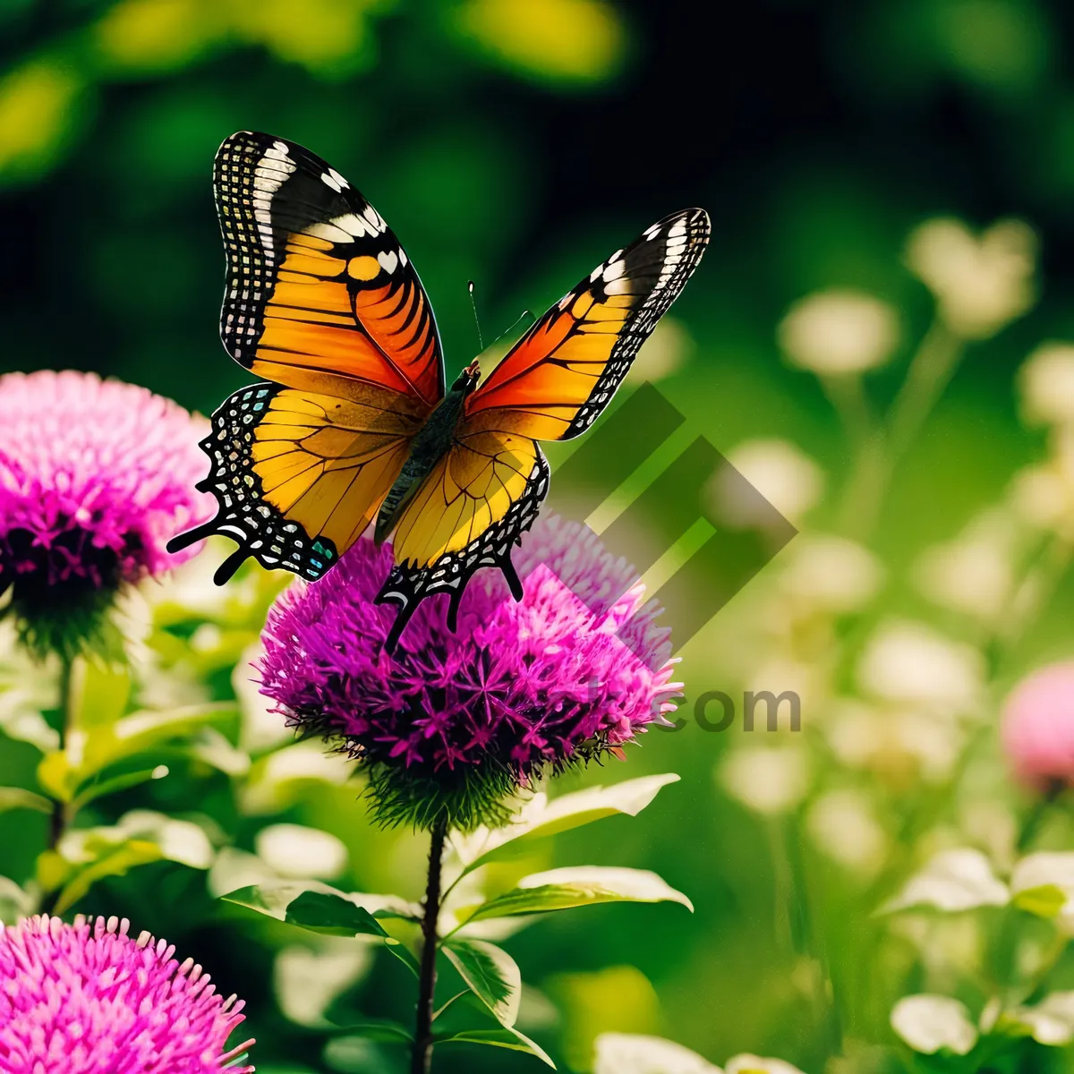 Picture of Colorful Butterfly in a Lush Meadow