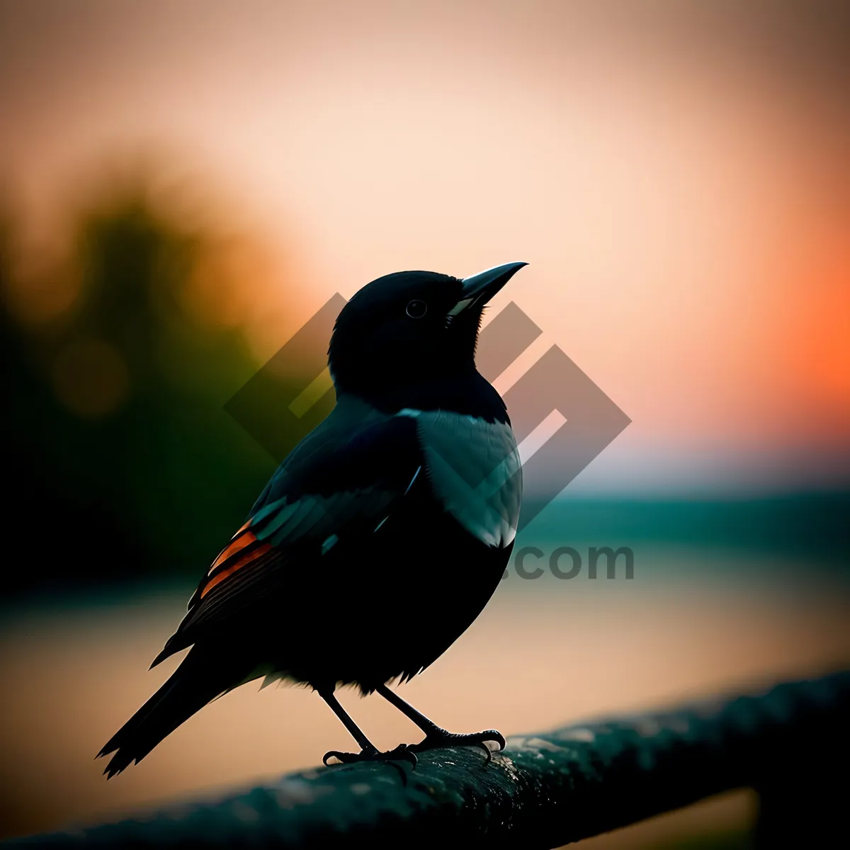 Picture of Wild Magpie Bird with Beautiful Feathers and Piercing Black Eye