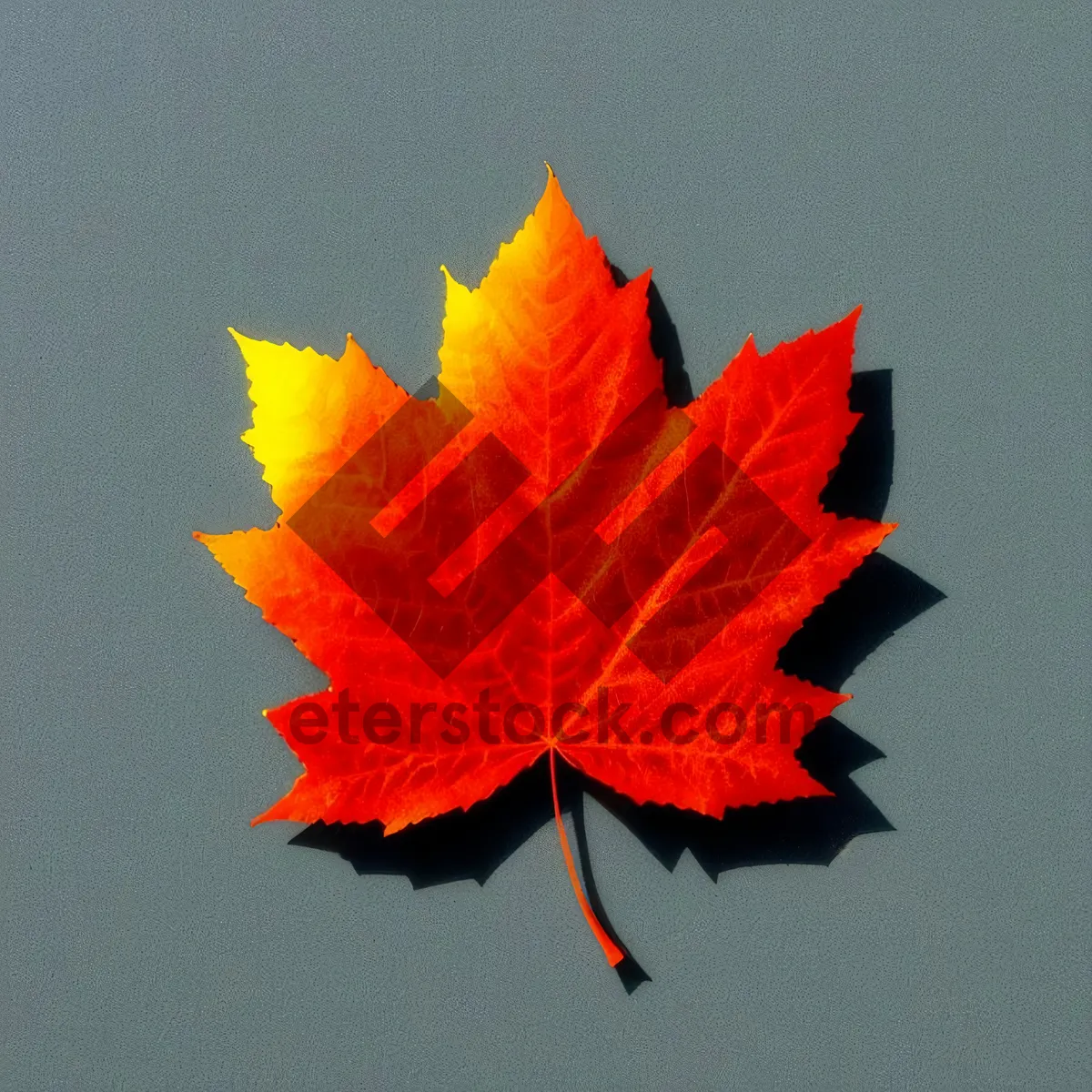 Picture of Vibrant Autumn Maple Leaf Decoration in Orange and Yellow