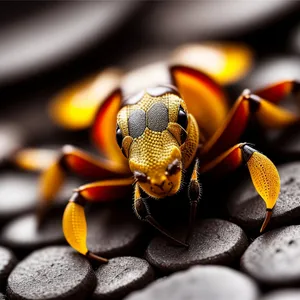 Close-up of Arthropod Invertebrate: Barnacle Beetle Wasp