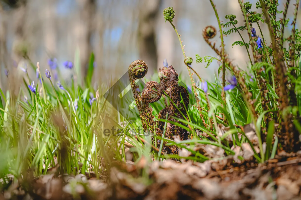 Picture of Summer Field with Carnivorous Plant