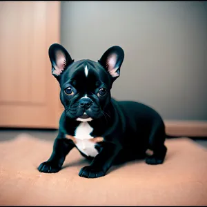Bulldog puppy - adorable, wrinkled cuteness!