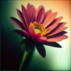 Bright Blooming Daisy in Summer Garden