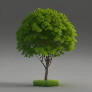 Green Bonsai Leaf - Miniature Tree Growth in Natural Environment